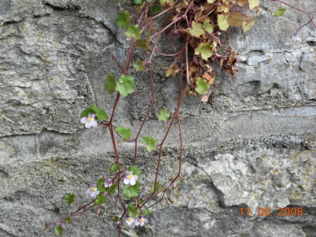 dscn2583.jpg