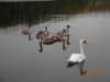 10040006 photo_small.jpg